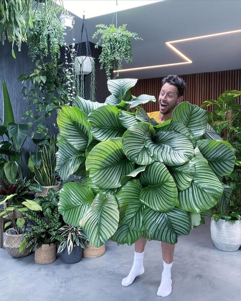 House of Plant Lovers (HoPL) 🌿 on Instagram: “Claiming that our Calathea Orbifolia will be this big and happy. // 📸 @bohemiahousejungle” Indoor Plants Ideas Decor, Decor For House, Big Indoor Plants, Plantas Interior, Calathea Orbifolia, Large Indoor Plants, Alocasia Plant, Plant People, Calathea Plant