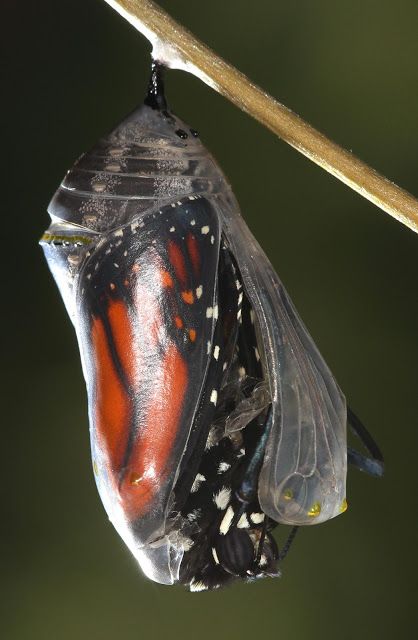 Monarch Butterfly emerging Butterfly Emerging From Chrysalis, Butterfly Pupa, Butterfly Cage, Butterfly Cocoon, Butterfly Metamorphosis, Butterfly Chrysalis, Macro Photography Nature, Moth Caterpillar, Butterfly Life Cycle