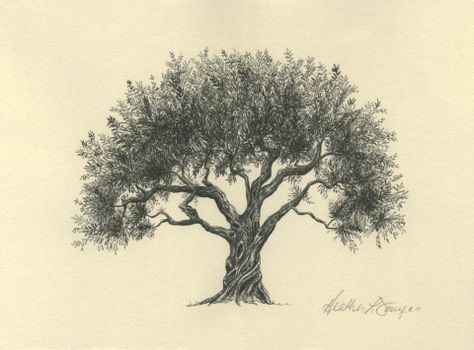 Olive Tree Pen and Ink Drawing Art Print by Heather L. Young Olive Tree Tattoo Design, Olive Tree Drawing, Olive Tree Tattoos, Pine Tree Tattoo, Tree Mural, Tree Sketches, Illustration Pen And Ink, Tree Illustration, Watercolor Trees