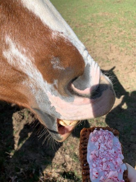 Gourmet Horse Treats, Horse Treat Recipes, Horse Treats Recipe, Homemade Horse Treats, Horse Hacks, Therapy Inspiration, Animal Treats, Horse Cookies, Horse Food