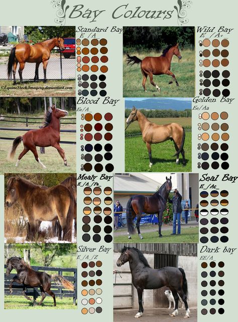 Bay Horse Colours by EdithSparrow Horse Color Chart, Horse Markings, Horse Coat Colors, Horse Facts, Horse Info, Horse Anatomy, Bay Horse, Horse Dressage, Types Of Horses