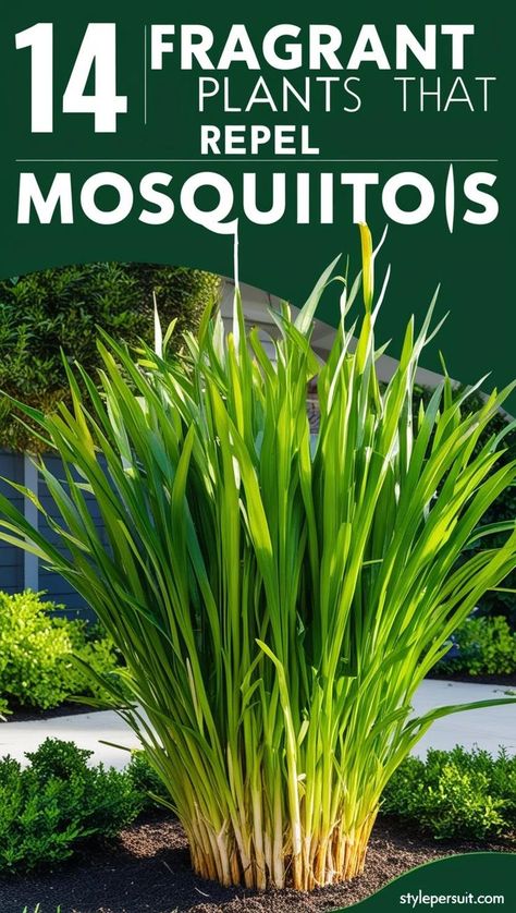 14 beautiful and easy-to-grow mosquito repelling plants perfect for adding elegance and creating a natural insect repellant yard. These mosquito plants and plants that repel bugs double as stylish outdoors decor while offering effective natural mosquito repellant solutions. Outdoor Bug Repellent, Plants That Repel Mosquitoes, Repellent Diy, Repel Mosquitos, Diy Mosquito Repellent, Plants That Repel Bugs, Apple Plant, Mosquito Plants, Mosquito Repelling