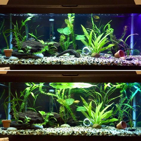 Fish Tank 20 Gallon, 5 Gallon Planted Tank, 20 Gallon Fish Tank Ideas, 20 Gallon Long Aquarium, Tank Aesthetic, Beta Tank, Plant Tank, Fish Habitat, Fish Tank Ideas