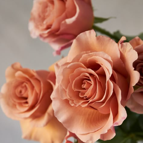 #rosaprimaroses #roses #RPexclusivities #weddingroses #weddingseason #floralstyling #floraldesign #rose #luxuryroses #luxuryweddingroses #flowerindustry #USA #Europe #RPMoab Moab Rose, Peach White Wedding, Cut Flower Business, Rehearsal Dinner Inspiration, Flower Palette, Moab Wedding, Queen Elizabeth Park, Bouquets Bridesmaids, Epping Forest