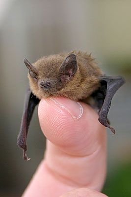 "I hear the squeaking of a pipistrelle!" Hark! Stand still. There, there again! So late in the year; it is a prodigy." --Post Captain, Chapter 6. // Pipistrellus pipistrellus is a fricking adorable bat, only 3.5 - 4.5 cm long. This photo is by Javier Pérez. Bumblebee Bat, Bat Species, Bat Flying, Fruit Bat, Baby Bats, Cute Bat, Amazing Animals, Nature Animals, My Birthday