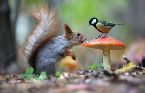 38 Fun Pics For Your Friday Photo Orgy - Wow Gallery Animals Friendship, A Squirrel, Woodland Creatures, Animal Wallpaper, Animal Tattoos, Forest Animals, Nature Animals, Woodland Animals, 귀여운 동물