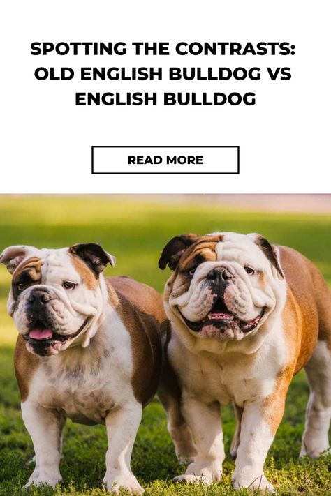 Spotting the Contrasts: Old English Bulldog vs English Bulldog English Bulldog Full Grown, English Bulldog Funny, Olde English Bulldogge, Bulldog Breeds, Bulldog Funny, English Bulldog Puppies, Old English Bulldog, Bull Mastiff, People Fall In Love