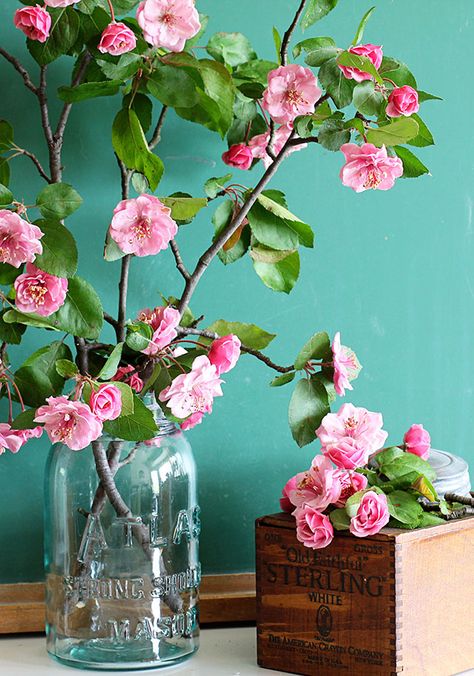 Gorgeous pink crabapple blossoms against a vintage green chalkboard. Blossom House, Green Chalkboard, Spring Flower Arrangements, Shabby Flowers, Crab Apple, Deco Floral, Flower Branch, Apple Blossom, Beautiful Blooms