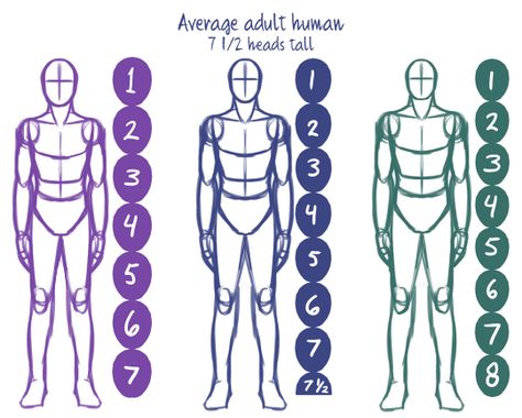 Body Proportion Drawing, Human Body Proportions, Drawing Body Proportions, Anatomy Studies, Human Body Drawing, Drawing Things, Body Drawing Tutorial, Human Anatomy Drawing, Drawing Examples