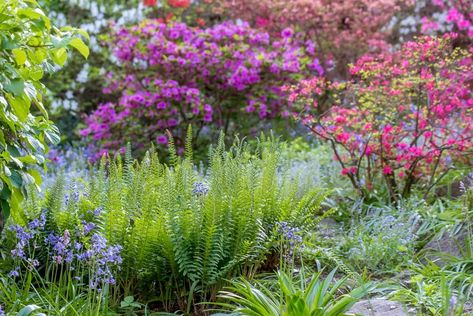 5 Essential Gardening Tasks for Your Early-Spring To-Do List Fern Garden Ideas, Garden Ideas Australia, Seasonal Gardening, Pruning Shrubs, Christmas Fern, Fern Garden, Ferns Garden, Starting Seeds Indoors, Types Of Vegetables