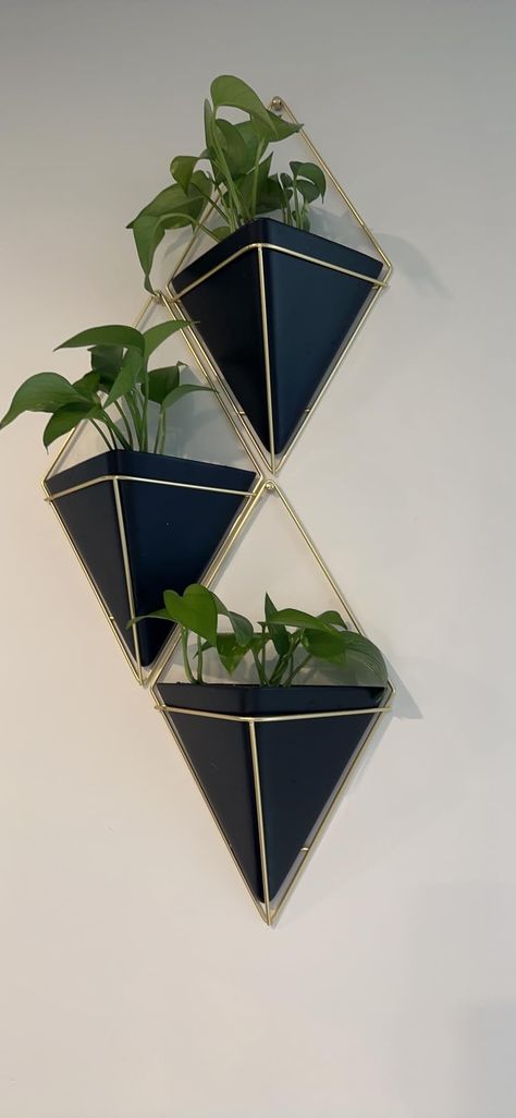 Amazon.com: Umbra Trigg Hanging Planter Vase & Geometric Wall Decor Container-for Succulent, Air, Mini Cactus, Faux Plants and More, Grey/Brass, Small : Home & Kitchen Geometric Wall Planter, Umbra Trigg, Small Home Kitchen, Wall Planters Outdoor, Hanging Wall Planters, Diamond Wall, Mini Cactus, Geometric Wall Decor, Succulents In Containers