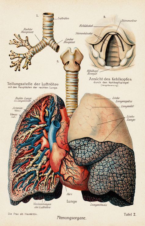 Medical Frame, Lung Anatomy, Medical Drawings, Human Lungs, Biology Art, Human Body Anatomy, Medicine Student, Medical School Inspiration, Medical School Essentials