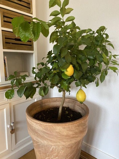 Simple Steps to Repot a Lemon Tree - Plants Craze Repotting Lemon Tree, Small Lemon Tree, Lemon Tree Indoors, Lemon Tree Potted, Indoor Lemon Tree, Grow Lemon, Design Garden Ideas, Lemon Plant, Meyer Lemon Tree