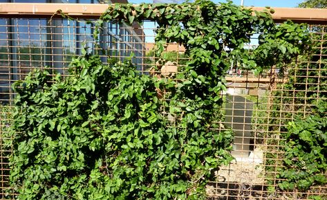 Creeping Fig, Ficus pumila Climbing Plants Trellis, Small Trellis, Creeping Fig, Ficus Pumila, Vine Trellis, Trellis Fence, Arbors Trellis, Tropical House Plants, Lattice Fence