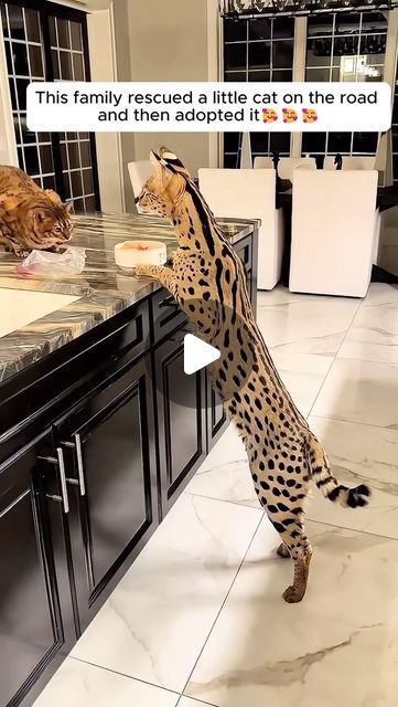 Cat Tiktok, Serval Cat, Katt Diy, Serval Cats, Amazing Animal Pictures, Exotic Cats, Savannah Cat, Little Cat, Cute Animal Videos