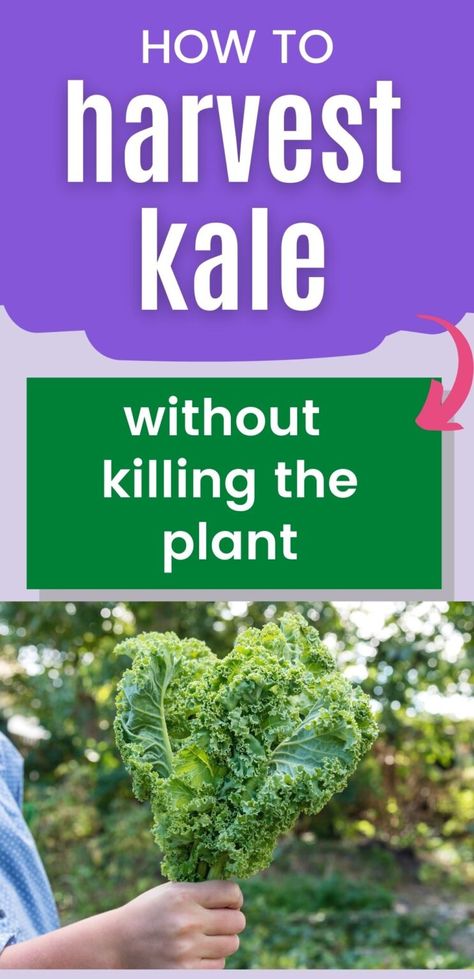 What To Do With Kale From Garden, Kale Plant How To Grow, Growing Kale In Garden, How To Eat Kale, How To Harvest Kale, Homegrown Recipes, Kale Garden, How To Grow Kale, Harvest Kale