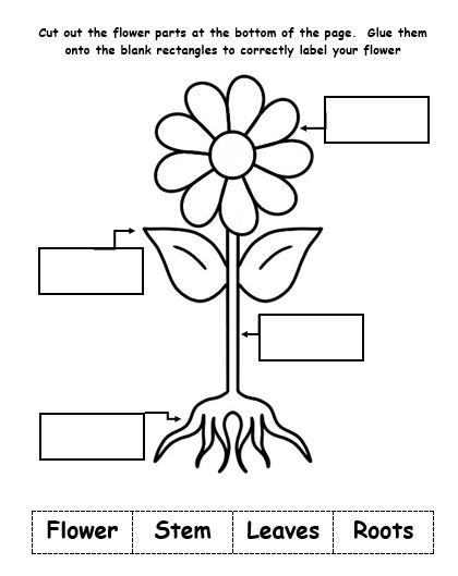 Kindergarten Parts Of A Plant, Plant A Flower Day Activities, Flower Activity For Preschool, Part Of Plant Worksheet, Parts Of A Plant Worksheet Grade 1, Part Of A Plant Preschool, Parts Of Flowers For Kids, Parts Of A Plant Activities Kindergarten, Parts Of A Plant Worksheet Kindergarten