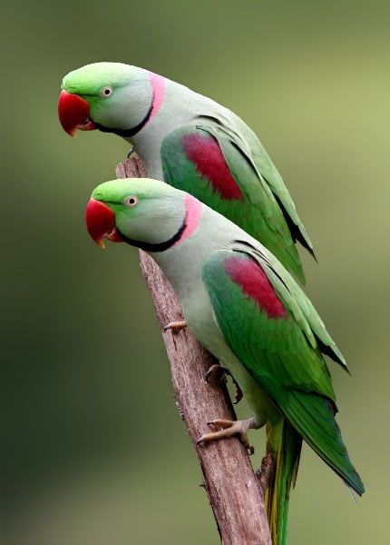 Another Reason to Love Your Pet—He Could Make You Live Longer                                                                                                                                                                                 More Birds Parrots, Green Birds, Kinds Of Birds, Parakeets, Love Your Pet, Parrot Bird, Nature Birds, Exotic Birds, Tropical Birds