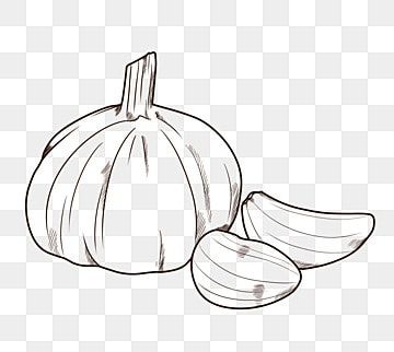 garlic,black and white,line,simple,realistic Garlic Sketch, Garlic Drawing, Garlic Garlic, Egg Vector, Fish Vector, Line Background, Free Psd Files, Black And White Lines, White Line