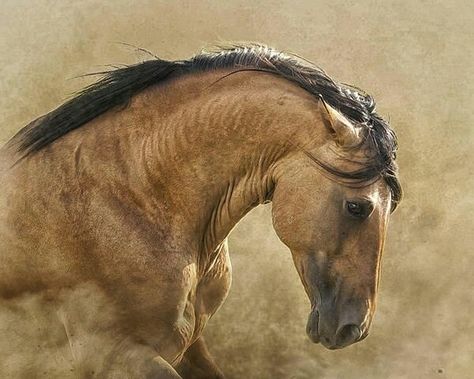 Angry Horse, Kiger Mustang, Wild Horse Pictures, Buckskin Horse, Horse Anatomy, Beautiful Horse Pictures, Horse Inspiration, Mustang Horse, Most Beautiful Horses