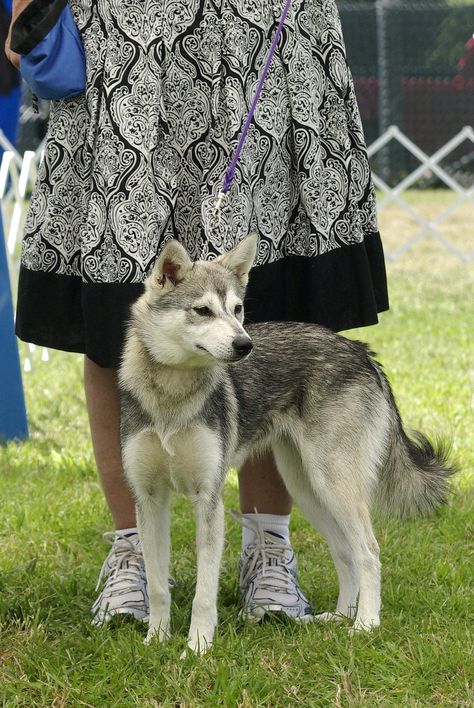 Alaskan Klee Kai Full Grown, Canine Reference, Alaskan Klee Kai, Every Dog Breed, Favorite Animals, Animal Photography, Small Dogs, Dog Breeds, Cute Dogs