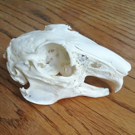 Check out this item in my Etsy shop https://www.etsy.com/listing/639616852/rabbit-skull Oddities Collection, Oddities Decor, Vulture Culture, Bone Jewelry, Accent Decor