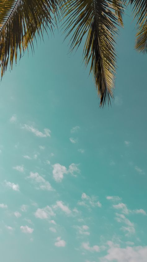 #blue #sky #tree Sky With Trees, Sky Tree, Greenish Blue, Blue Sky, Blue Green, Trees, Collage, Green, Pins