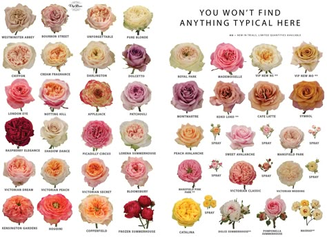 Find your own favourite Vip Rose. Flower Girl Inspiration, Plant Friends, Love Rose Flower, Flower Chart, Flower Identification, Wholesale Roses, Rose Plant, Rose Varieties, Cottage Garden Design