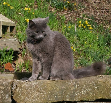 Personality Pictures, Swimming Cats, Nebelung Cat, Large Cat Breeds, Gatos Cool, Nebelung, Gallery Ideas, Russian Blue Cat, Cat Photos