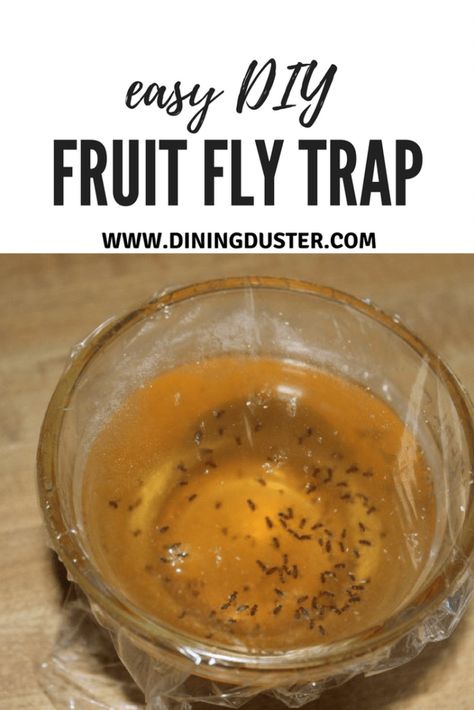 Homemade Fruit Fly Trap, Fruit Flies In House, Fruit Fly Trap Diy, Bug Trap, Fruit Fly Trap, Fruit Fly, Fly Trap, Fruit Flies, Fly Traps