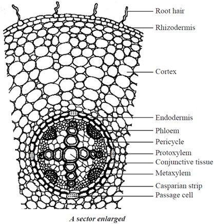 Dicot Root Diagram, Dicotyledonous Plants, Biology Homework, Apologia Biology, Plant Anatomy, Botanical Science, School Presentation, Biology Plants, Elementary Science Classroom