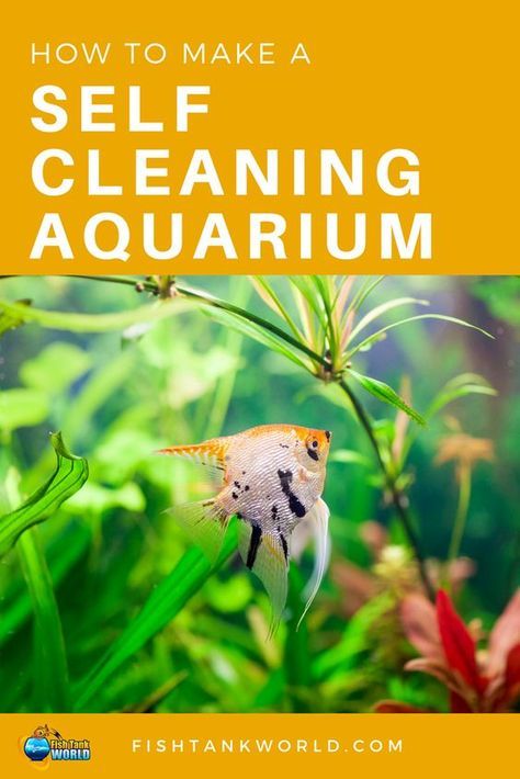 How to make a self cleaning aquarium. How a self cleaning fish tank works and why you want to have a self cleaning aquarium. What equipment you need, how to maintain it and the drawbacks of a self cleaning fish tank. Cleaning Fish Tank, Self Cleaning Fish Tank, Best Aquarium Filter, Fish Tank Cleaning, Self Sustaining, Tropical Fish Tanks, Tropical Fish Aquarium, Aquarium Terrarium, Fresh Water Fish Tank