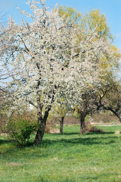 Tree Apple Tree Blossom, #Tree, #Blossom, #Apple Apple Blossom Tree, Tree House Drawing, Apple Tree Flowers, Apple Tree Blossoms, Tree Braids Hairstyles, Tree Blossom, Tree Braids, School Murals, Tree Of Life Tattoo