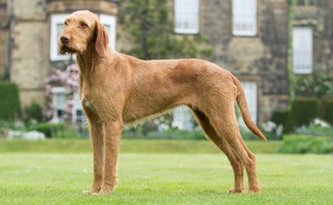 Wirehaired Vizsla, Pedigree Dog, German Wirehaired Pointer, Herding Dogs, Healthy Dogs, Family Dogs, A To Z, Spaniel, Puppies