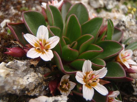 Tundra Plants, Arctic Tundra, Alpine Plants, Plant Tattoo, Location Inspiration, Plant Species, Tattoo Sleeve, Native Plants, Flower Garden