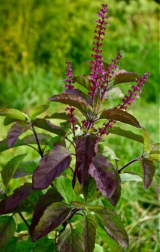 Tulsi Krishna  EXTRA Purple by MIzzTizzysWeedsSeeds on Etsy, $4.50 Tulasi Plant, Krishna Tulsi, Ocimum Tenuiflorum, Tulsi Plant, Basil Seeds, Basil Plant, Sacred Plant, Holy Basil, Tree Seeds