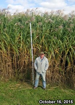 Don standing with miscanthus x giganteus - elephant grass Elephant Grass Plants, Miscanthus Giganteus, Maiden Grass Gracillimus, Miscanthus Gracillimus, Miscanthus Sinensis Malepartus, Desert Plains Pennisetum, Tall Ornamental Grasses, Amazing Grass, Biomass Energy