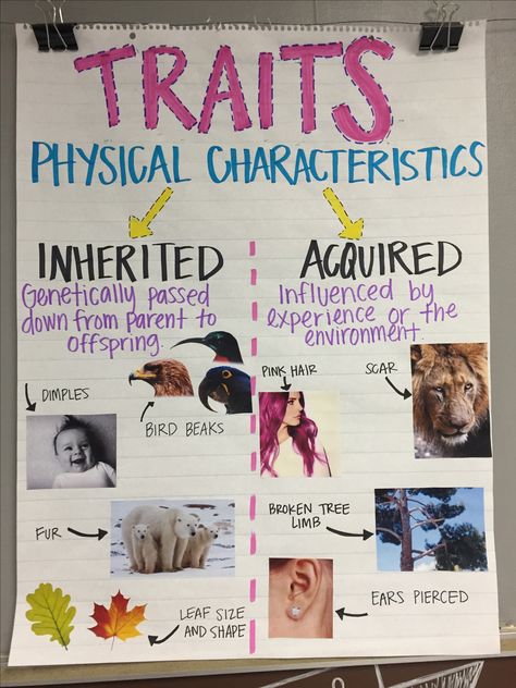 Inherited Traits/ Behaviors Anchor Chart Science Anchor Charts 5th Grade, Inherited Traits, Animal Traits, Fourth Grade Science, Science Anchor Charts, Biology Classroom, 7th Grade Science, Classroom Anchor Charts, Third Grade Science