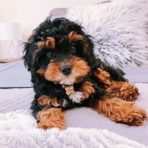 Cavapoo Tricolor, Tri Color Cavapoo, Teddy Bear Cut Cavapoo, Cavapoo Black, Black Cavapoo, Cavachon Dog, Cavapoo Dogs, Cavapoo Puppies For Sale, Cavapoo Puppies