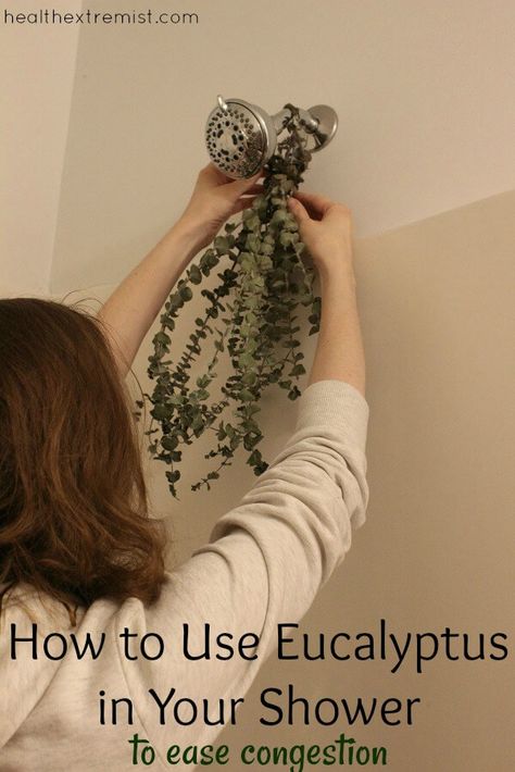 How to Use Eucalyptus in the Shower to Ease Congestion Eucalyptus For Bathroom, How To Hang Eucalyptus In Shower Bathroom, How To Hang Eucalyptus Shower Head, Eucalyptus Shower Head, Eucalyptus Benefits, Eucalyptus In The Shower, Eucalyptus Diy, Natural Immune Boosters, Bathroom Decor Colors