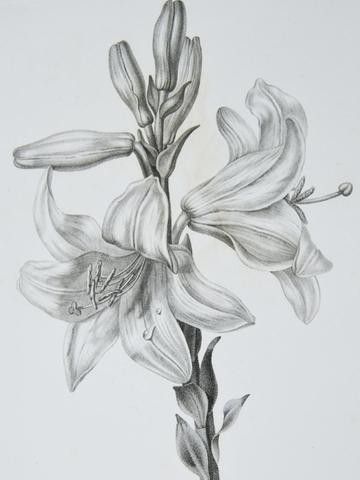 Realistic Drawings Of Flowers, Realistic Flower Sketches Pencil, Botanical Pencil Drawings, Realistic Flower Drawing Pencil, Pencil Drawings Of Flowers Sketches, Flower Realistic Drawing, Lily Pencil Drawing, Draw Realistic Flowers, Flower Drawing Realistic