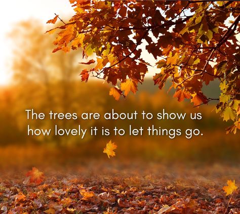 The trees are about to show us how lovely it is to let things go. Autumn Quotes, Autumn Scenery, Happy Fall Y'all, Happy People, Happy Fall, Months In A Year, Show Us, Mother Nature, Favorite Quotes