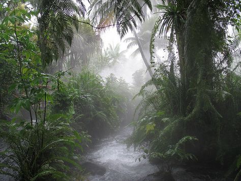 Forest in Costa Rica. Costa Rica Forest, Dark Jungle, Forest Mountain, Pretty Landscapes, Welcome To The Jungle, Paradise Island, Through The Looking Glass, Nature Aesthetic, Pretty Places