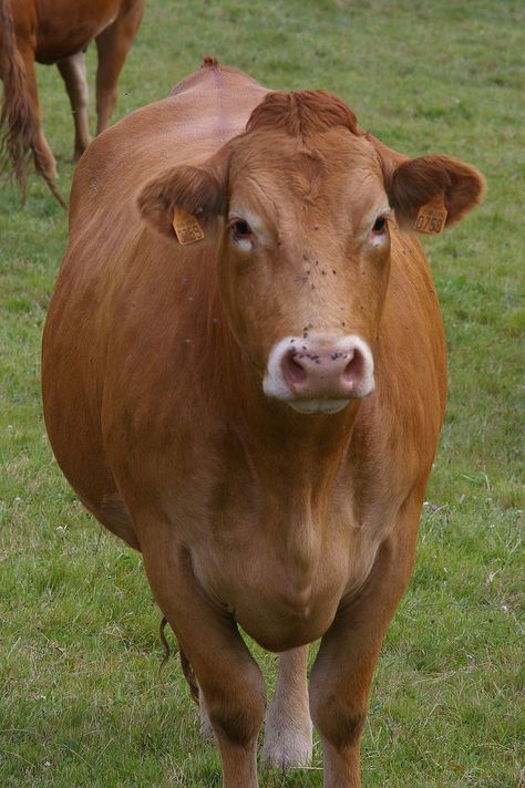 Limousin Cow, Cow Furniture, Limousin Cattle, Cow Breeds, Raising Cattle, Cattle Breeds, Moo Moo, Beef Cattle, Farm Cow