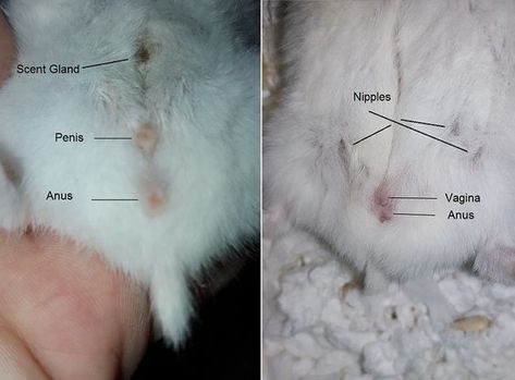 Syrian Hamster Color Chart, Hamster Syrian, Kandang Hamster, Russian Hamster, Fii Puternic, Robo Hamster, Roborovski Hamster, Hamster Diy, Hamster Life