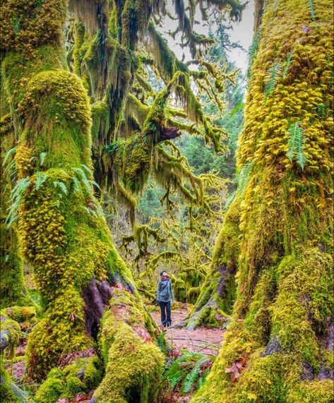 Hall Of Mosses, Washington State Travel, Washington Travel, Moss Covered, Mountain Photography, Olympic National Park, Future Travel, In The Forest, Nature Travel