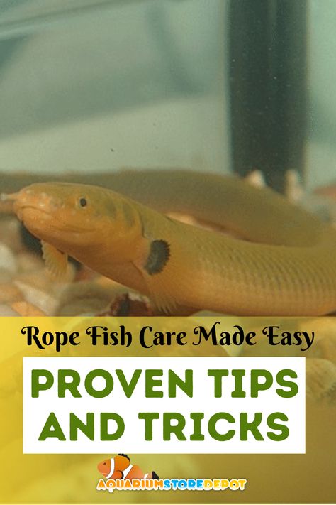 rope fish Aquarium Store, Fish Care, Reef Tank, Proper Nutrition, Aquatic Plants, Water Quality, Aquarium Fish, Care Tips, Fish Tank