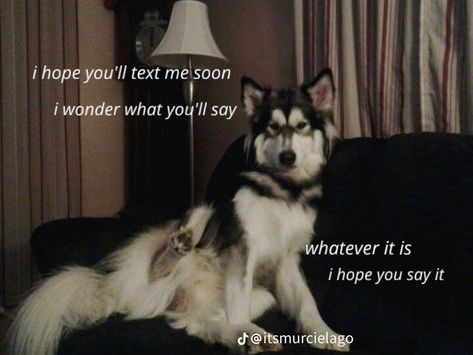 Dog Poetry, Dog Motif, Unspoken Words, Poetry Poem, Bad Dog, Word Pictures, Poem Quotes, Dog And Cat, Animal Quotes