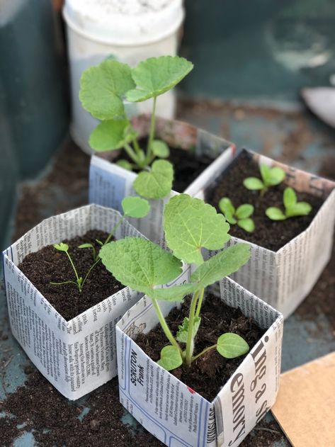 Paper Plant Pots, Make A Paper Flower, Craft Ideas For Beginners, Seedling Pots, Seed Pots, Paper Pot, Plant Pot Diy, Paper Craft Ideas, Paper Plants