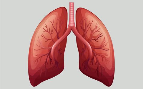 https://moosmosis.files.wordpress.com/2018/04/shortness-of-breath-lungs-breathing.gif Lungs Painting Acrylic, Lungs Video, School Drawings, Breathing System, Respiratory Acidosis, Home Remedies For Allergies, Warts Remedy, Constant Headaches, Natural Remedies For Migraines